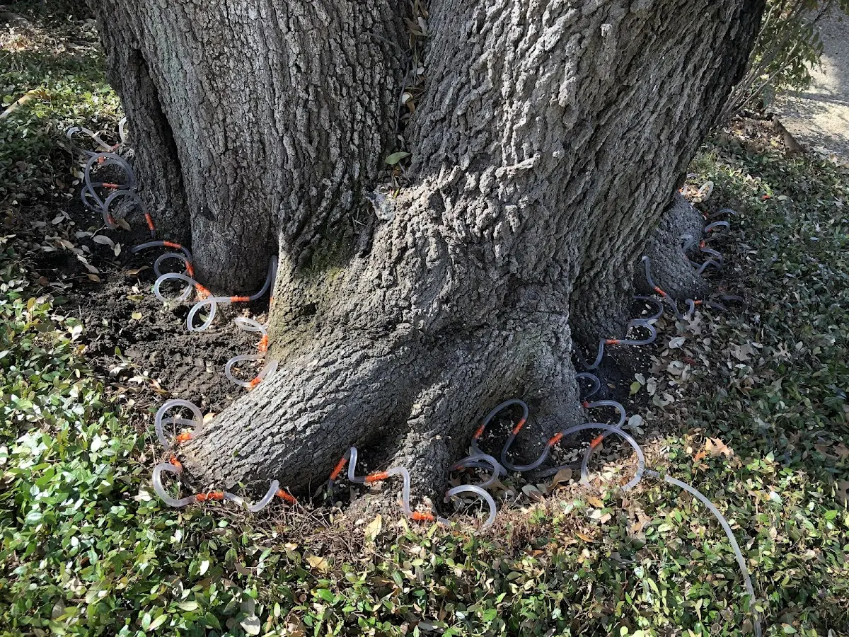 Detailed Tree Cabling and Bracing job site in Dannemora