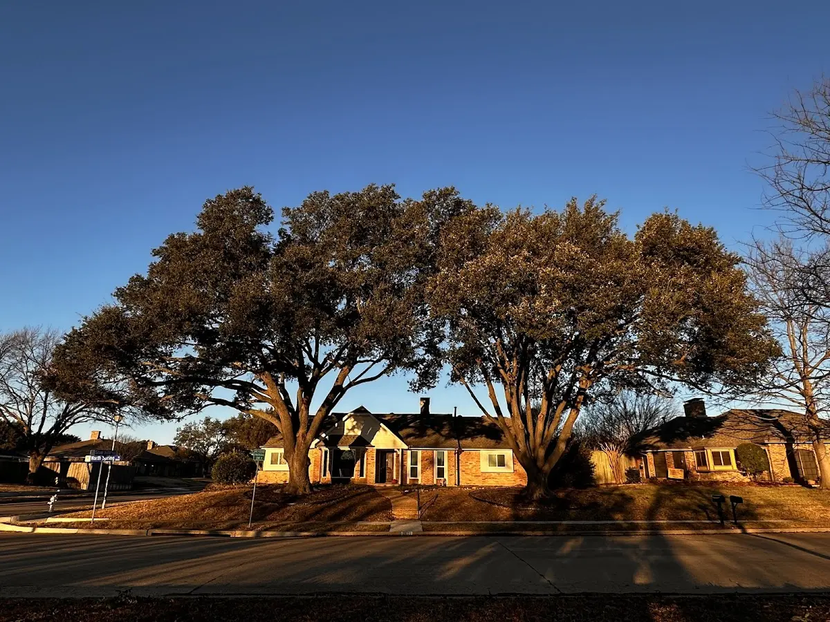 Established residential canopy tree shading a home in Dannemora